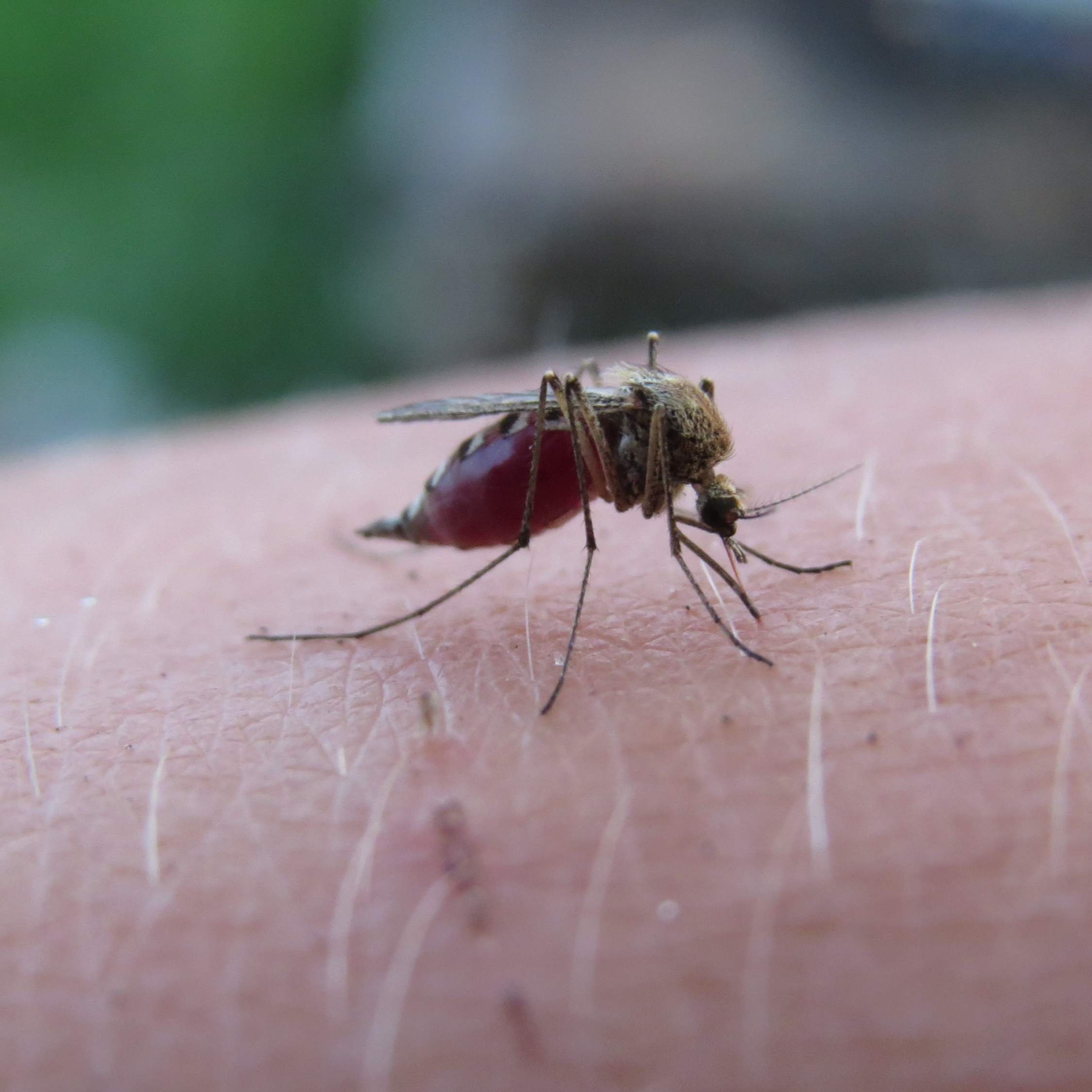 Malaria